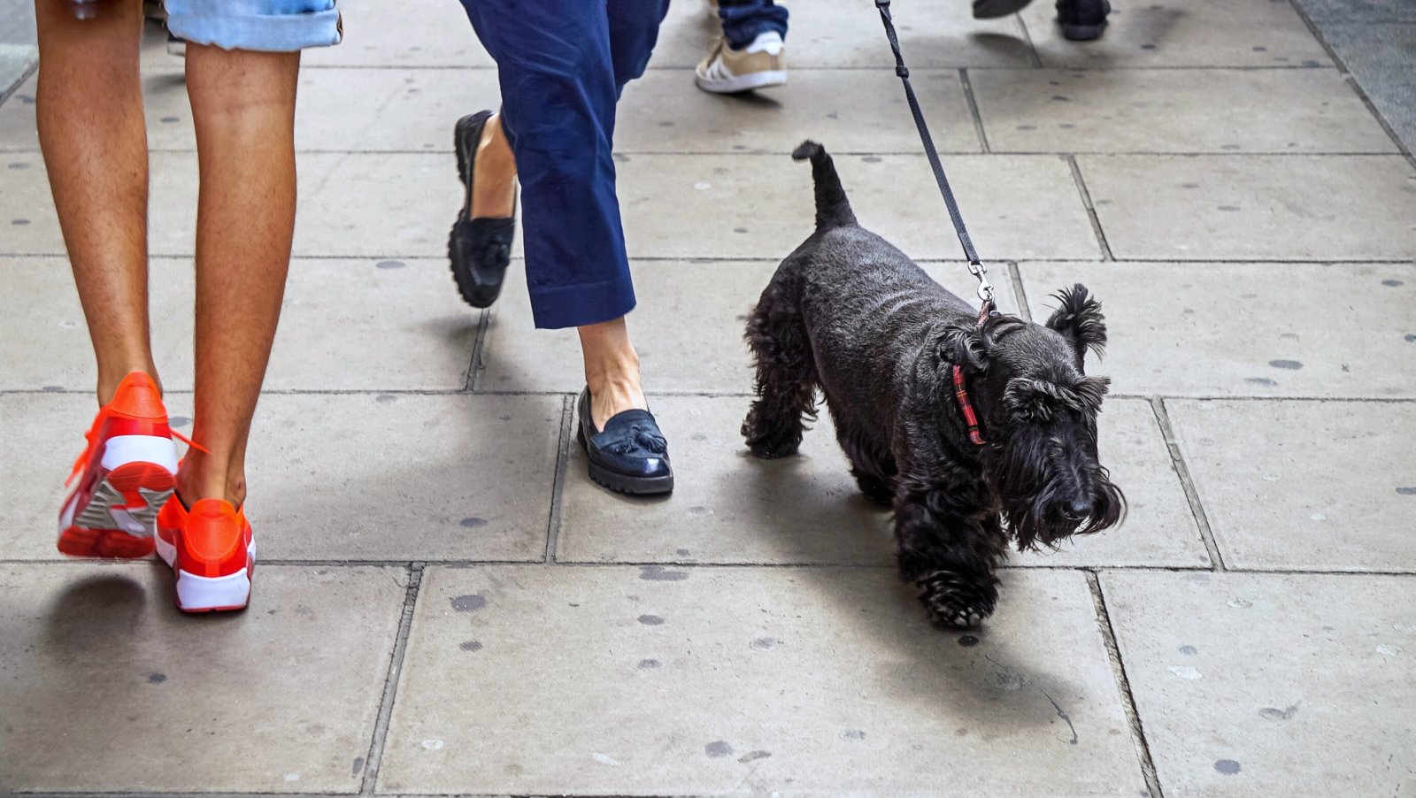 cute-dog-as-pet-waking-in-street-of-london-with-he-2023-11-27-05-12-51-utc