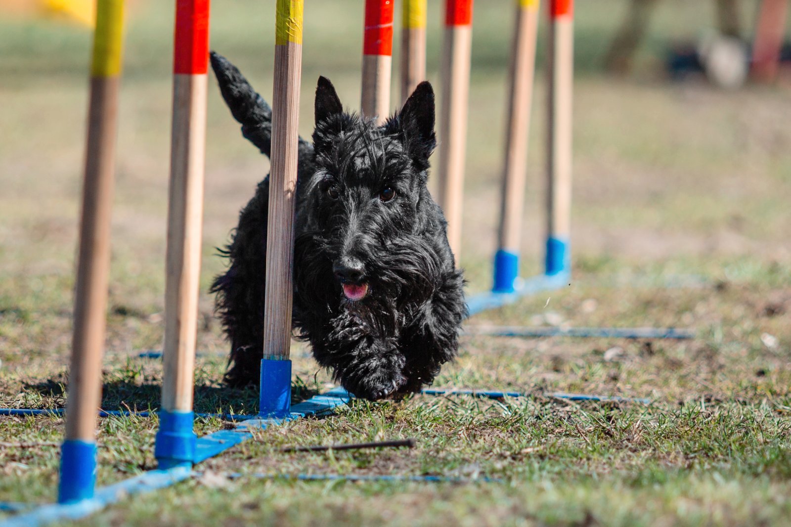 Jakie szkolenia są najbardziej efektywne dla czarnego teriera? 5 dog-in-agility-competition-set-up-in-green-grassy-2023-11-27-05-12-14-utc