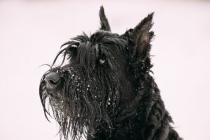 Wpływ zmian klimatycznych na zdrowie czarnego teriera 16 portrait-of-young-black-giant-schnauzer-or-riesen-2023-11-27-04-49-40-utc