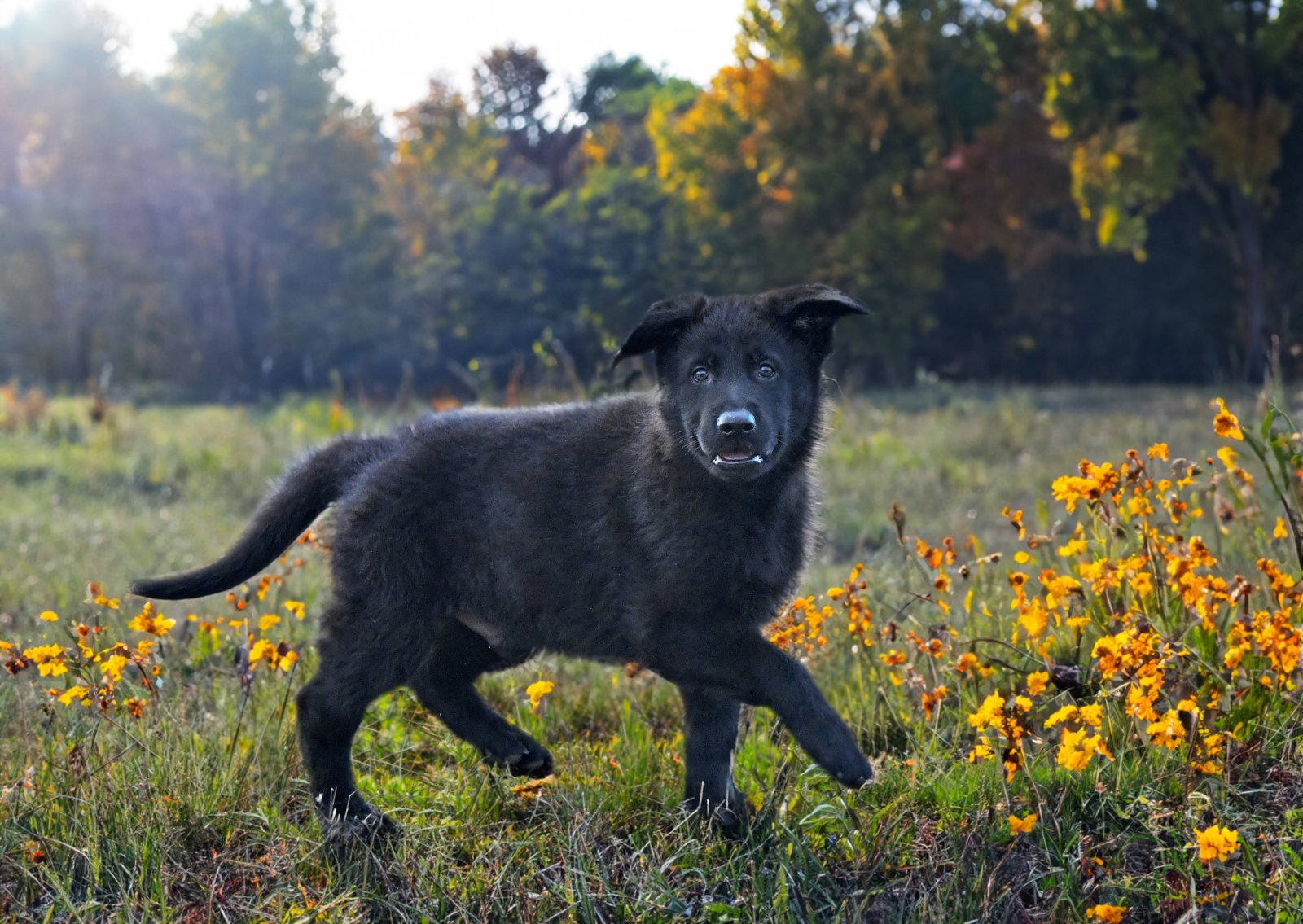 Historia i pochodzenie czarnego teriera rosyjskiego 5 terrier2