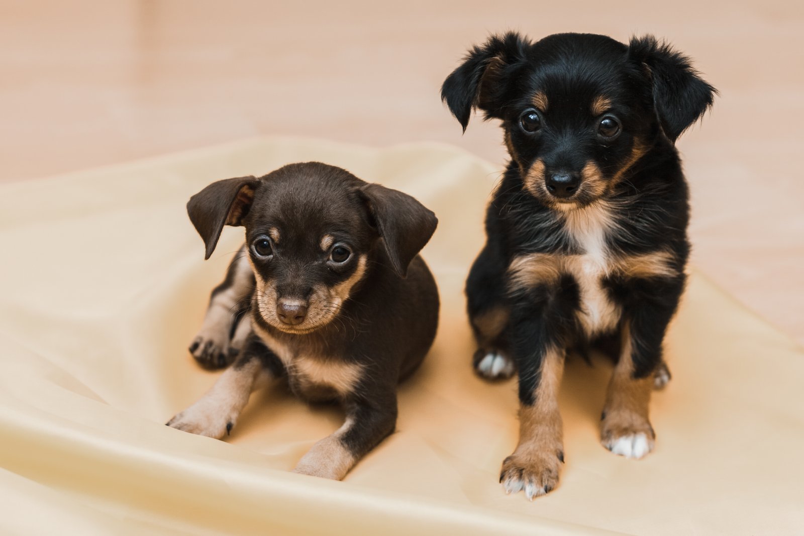 Specyfika żywienia czarnego teriera rosyjskiego 5 terrier