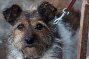 Czarny terier rosyjski jako pies terapeutyczny 16 terrier3