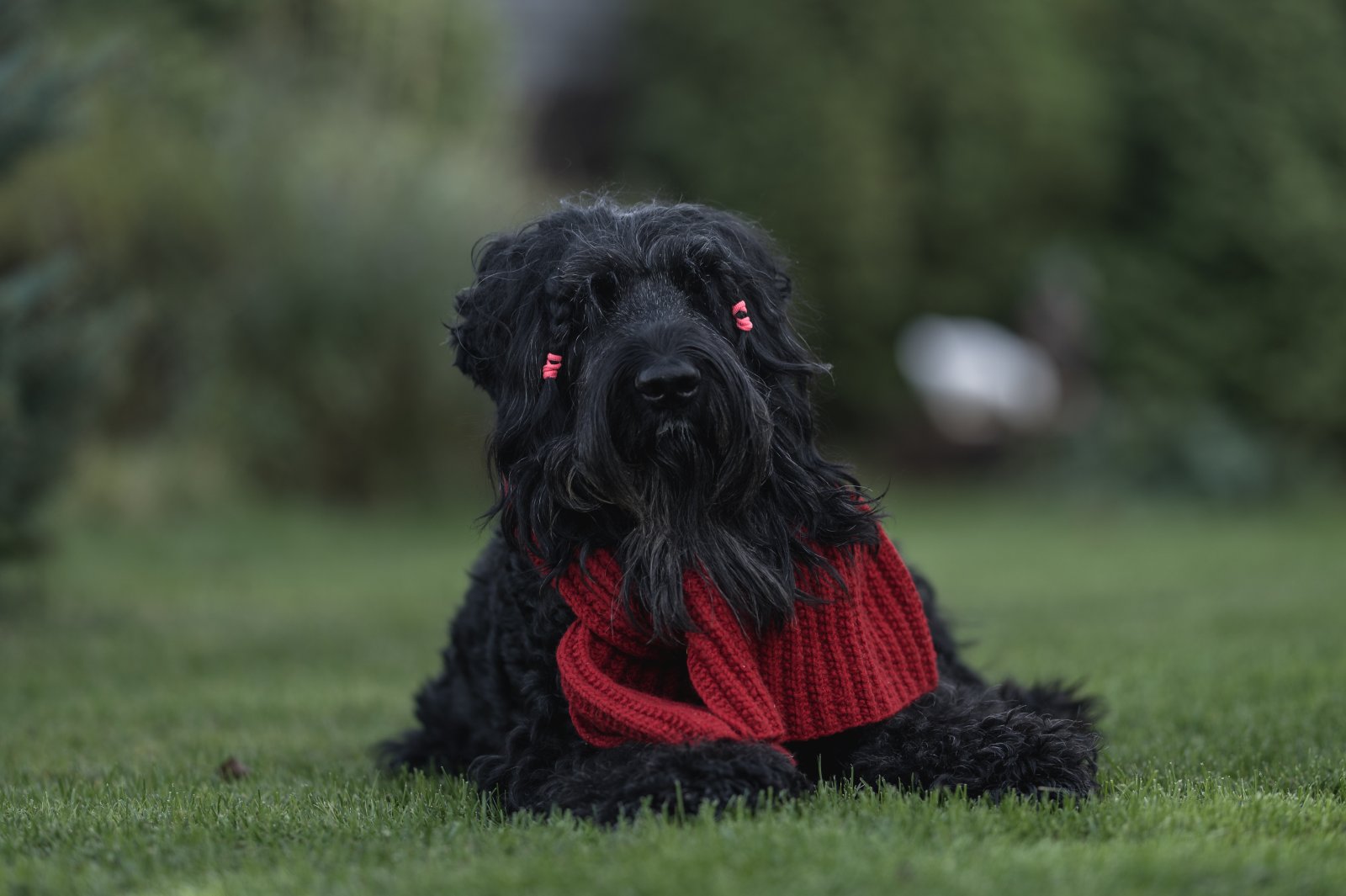 Najczęstsze problemy zdrowotne czarnego teriera rosyjskiego 5 terrier5