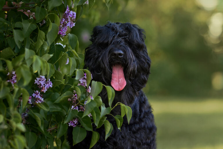 Najczęstsze problemy zdrowotne czarnego teriera rosyjskiego i jak im zapobiegać