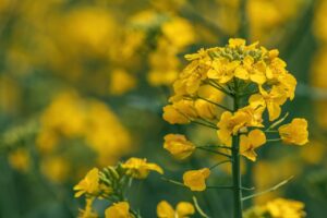 Wszystko o rzepaku ozimym - od siewu do zbioru 15 Wszystko o rzepaku ozimym