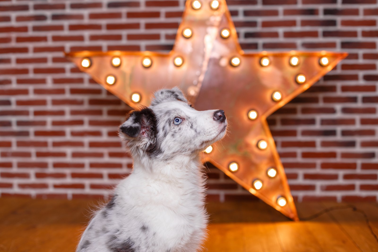Zwierzęta z Hollywood, czyli ulubione rasy psów gwiazd kina i ekranu 7 australian shepherd 3 months old in photo studio 2025 01 16 11 15 08 utc