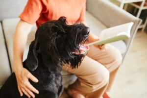 Czarne teriery w życiu seniorów – wsparcie i towarzystwo 14 czarny terrier rosyjski