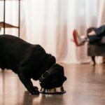 Domowe jedzenie dla czarnego teriera rosyjskiego – co można podać, a czego unikać?