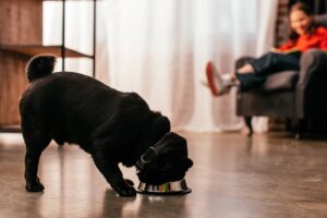 Domowe jedzenie dla czarnego teriera rosyjskiego – co można podać, a czego unikać? 2 Domowe jedzenie dla czarnego teriera rosyjskiego – co można podać, a czego unikać?