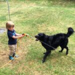 Zabawy stymulujące rozwój intelektualny czarnego teriera rosyjskiego