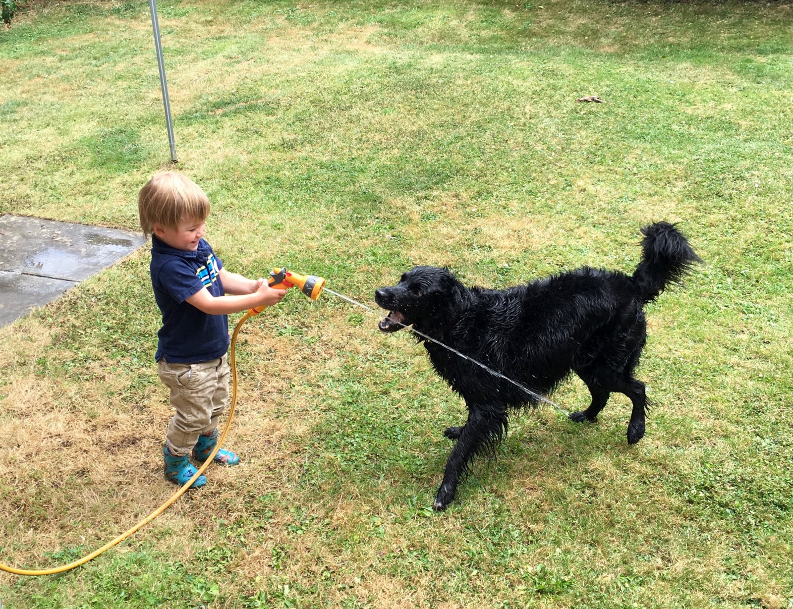 Zabawy stymulujące rozwój intelektualny czarnego teriera rosyjskiego 5 zabawy dziecka z psem