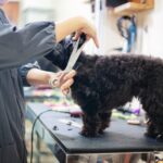 Jak zmienia się sierść czarnego teriera w zależności od pory roku?