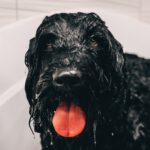 Odżywki dla psów – jak prawidłowa pielęgnacja sierści wpływa na zdrowie i wygląd pupila?