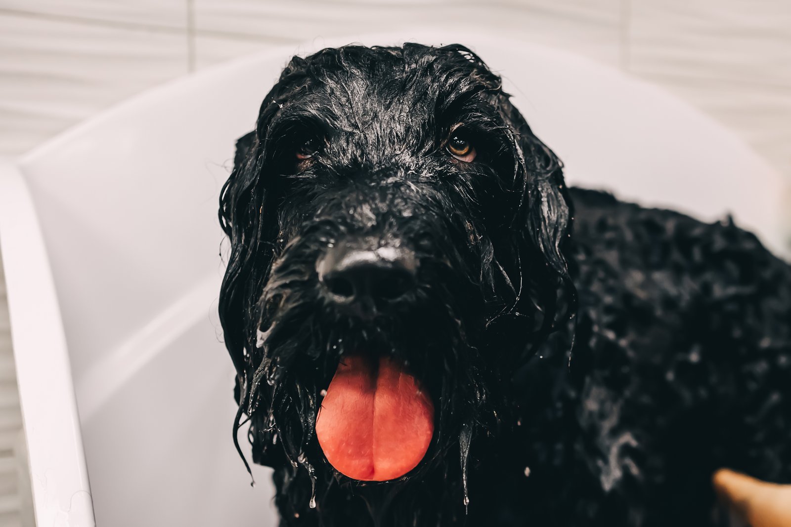 the dog takes a shower 2025 03 06 05 18 17 utc